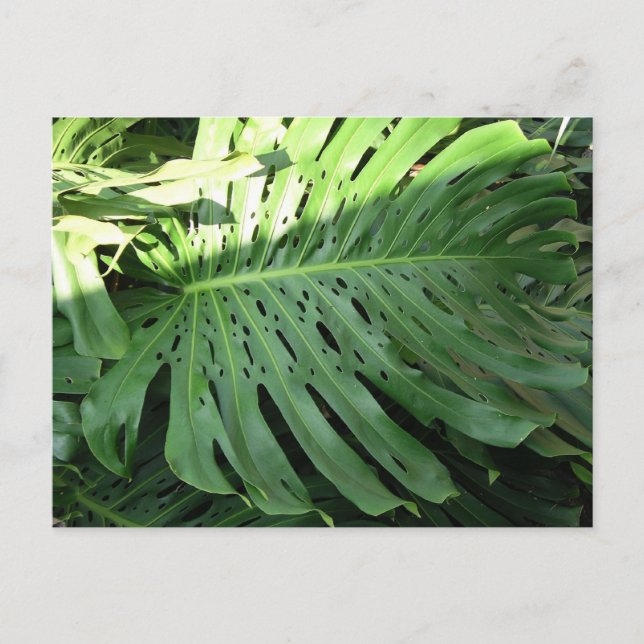 Carte postale Plante d'oreille d'éléphant hawaïen (Devant)