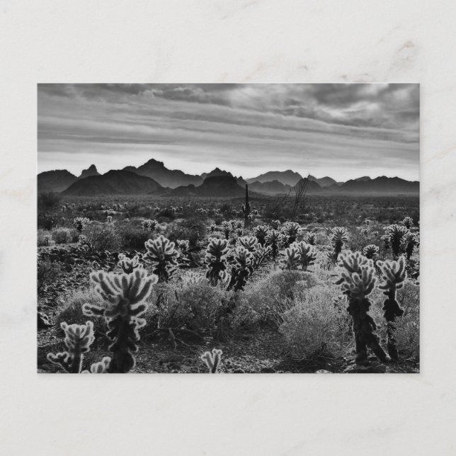 Carte Postale Plante du désert (Devant)