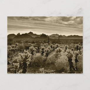 Carte Postale Plante du désert