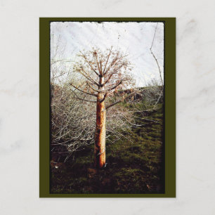 Carte Postale Plante Ferula sec