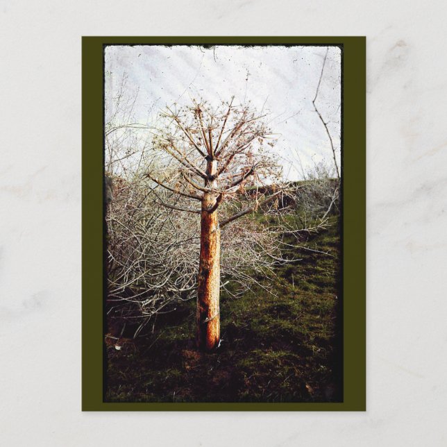 Carte Postale Plante Ferula sec (Devant)