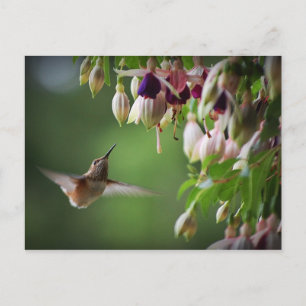 Carte Postale Plante Fleur Fleur De Colibri Et Fus