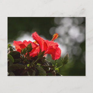 Carte Postale Plante Hibiscus