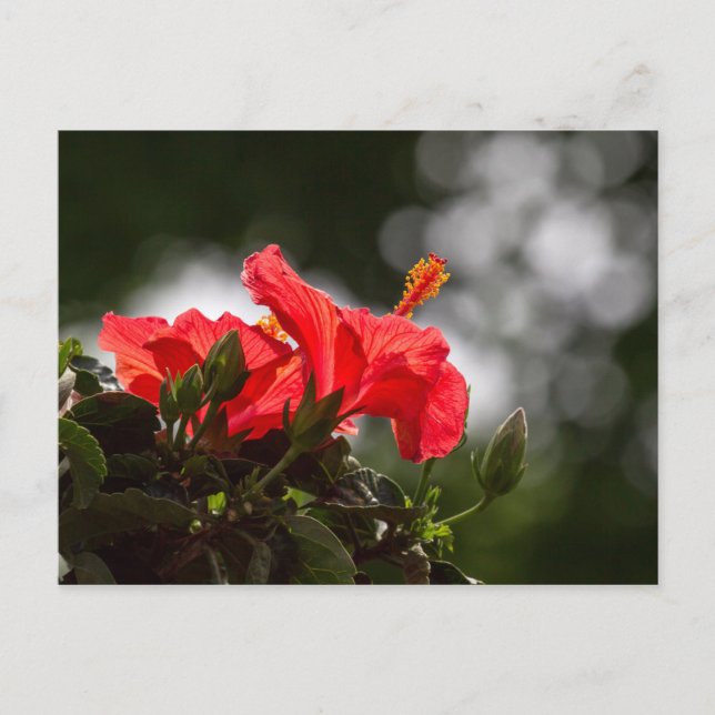 Carte Postale Plante Hibiscus (Devant)