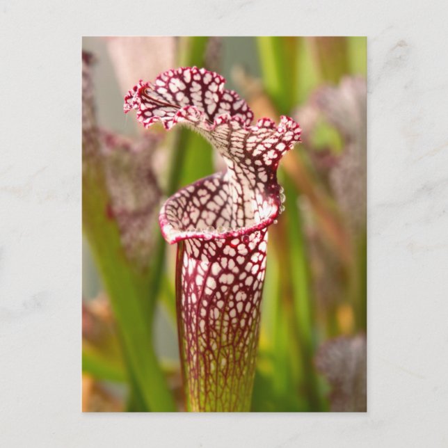 Carte Postale Plante - Jolie comme une népenthès (Devant)