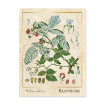 Plante médicinal vintage Botanique de framboise ro