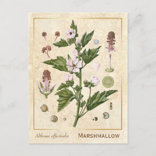 Carte Postale Plante médicinal vintage Marshmallow Botanique