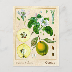 Carte Postale Plante médicinal vintage Quince Fruit Botanique