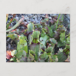 Carte Postale Plante Pitcher