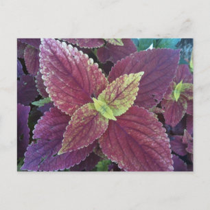Carte postale Plante Red Leaf