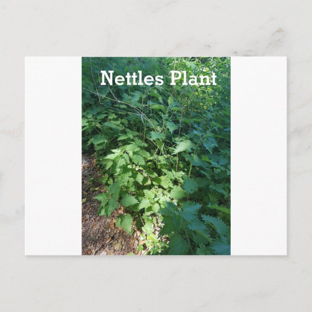 Carte Postale Plante réseau (Devant)