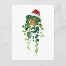 Plante retombante Pothos Chapeau de Père Noël Lumi