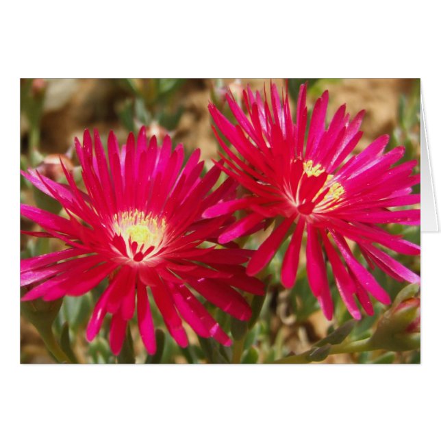 Carte postale Plante rouge (Devant horizontal)