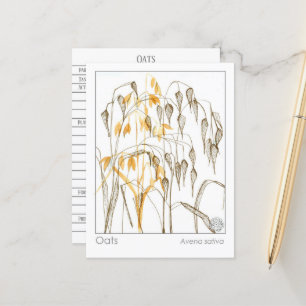 Carte Postale Plante sur les grains d'avoine Materia Medica Herb