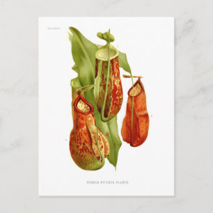 Carte Postale Plantes de Pitcher