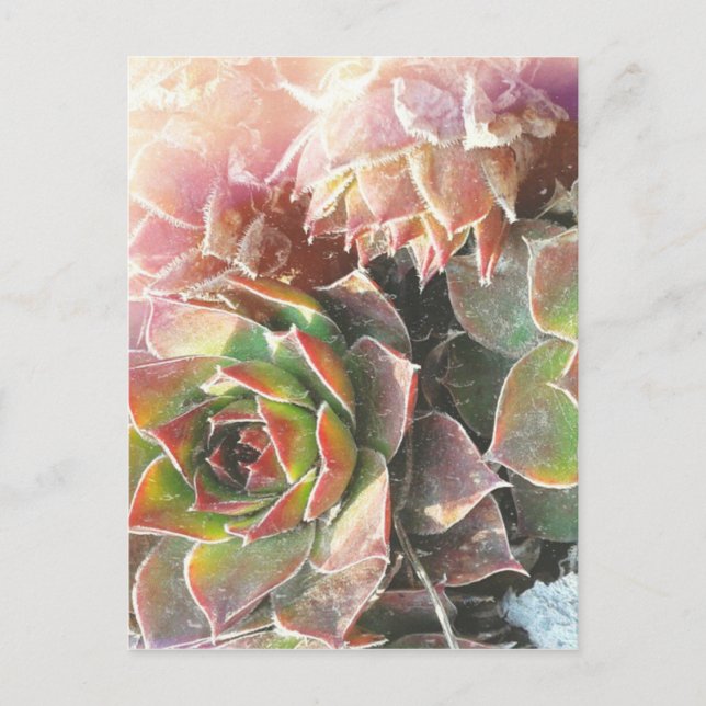 Carte Postale Plantes de poules et de poussins, succulents, Plan (Devant)