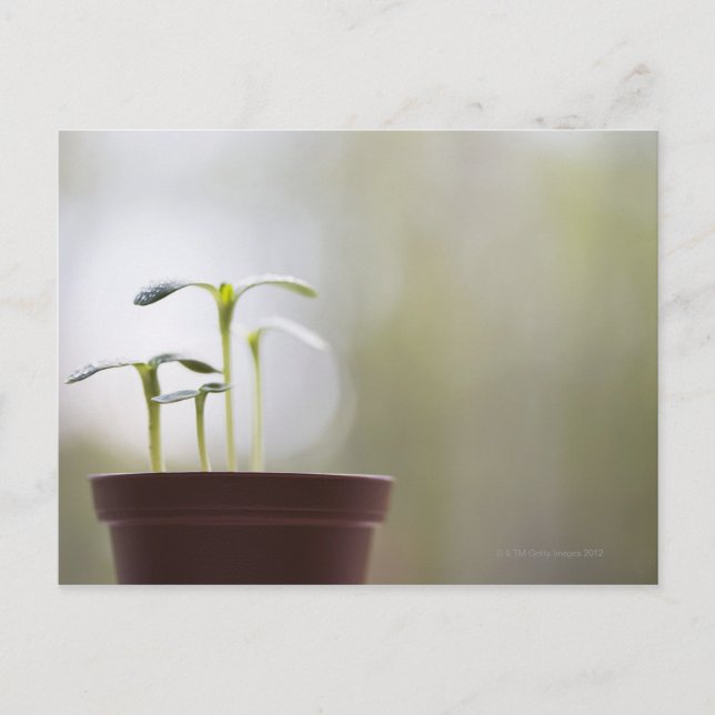 Carte Postale Plantes de tournesol poussant dans le pot 2 (Devant)