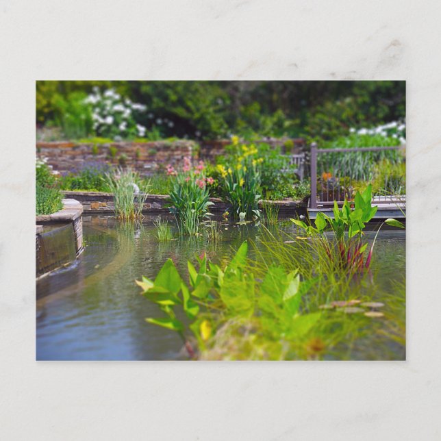 Carte Postale Plantes d'eau à Pond Powell Gardens, Kansas City (Devant)