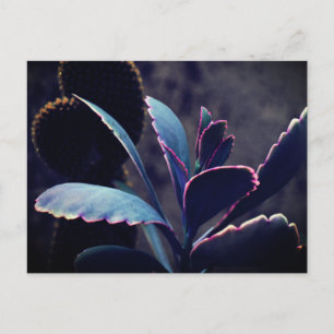 Carte Postale Plantes du désert