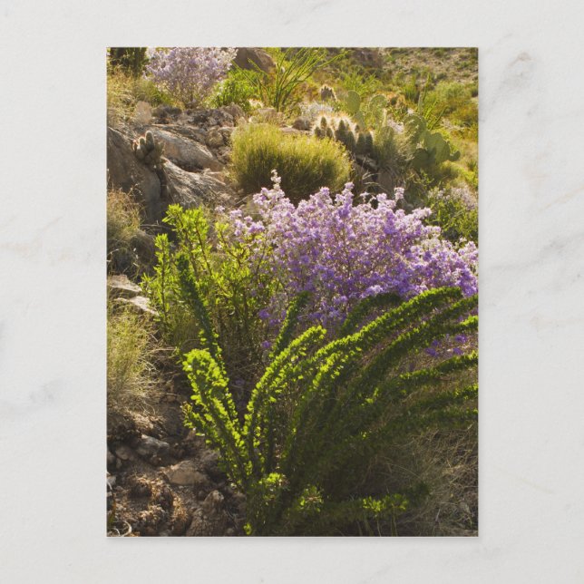 Carte Postale Plantes du désert du Chihuahuan en fleurs (Devant)