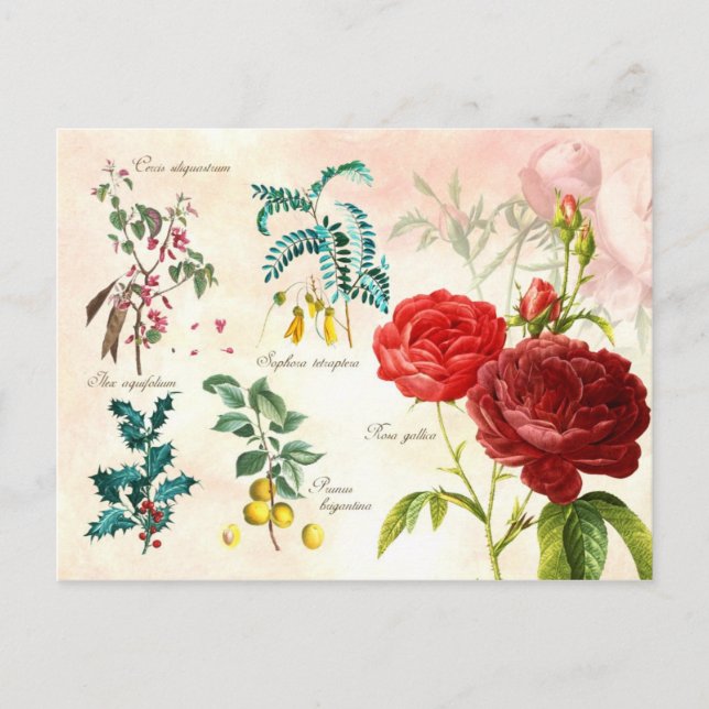 Carte Postale Plantes floraux illustrés (Devant)