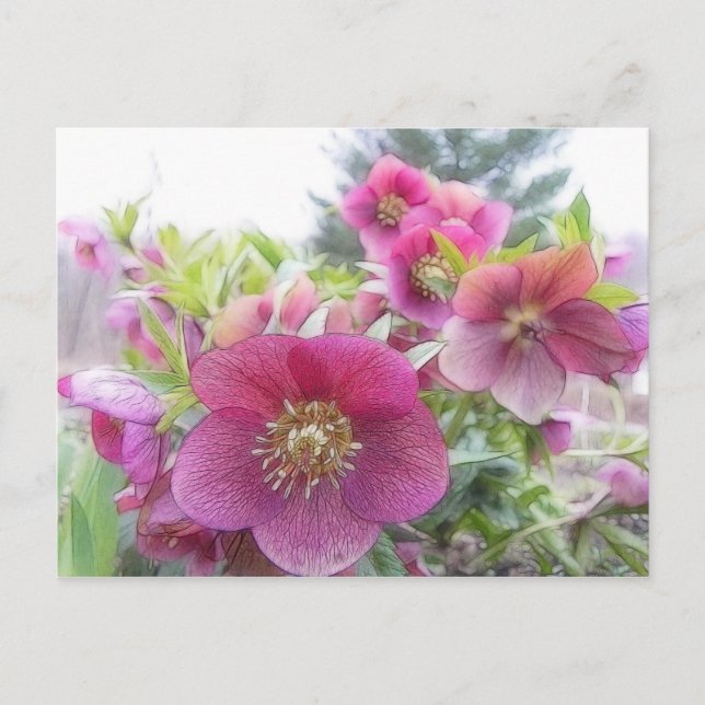 Carte Postale Plantes pérennes - Hellebore pourpre (Devant)
