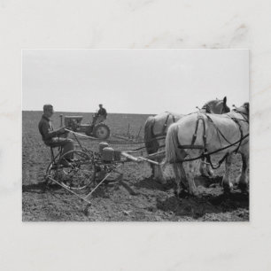 Carte Postale Planteur de maïs tiré à cheval, 1940