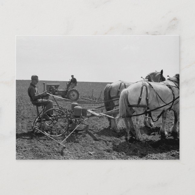 Carte Postale Planteur de maïs tiré à cheval, 1940 (Devant)
