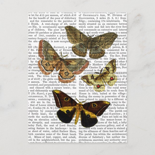 Carte Postale Plaque de papillon 4 (Devant)