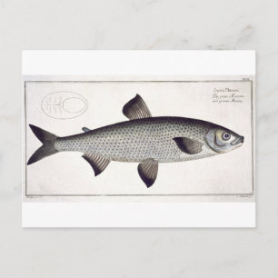 Carte Postale Plaque de saumon (Salmo Maraena) XXVII de 'Ichthyo