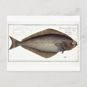 Carte Postale Plate de flétan (Pleuronectes Hippoglossus) XLVII 
