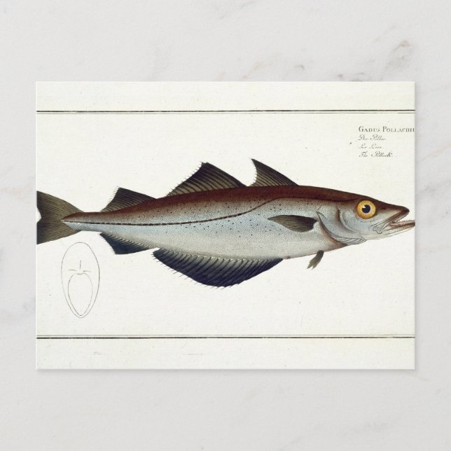 Carte Postale Plate de Pollack (Pollachius pollachius) LXVIII de (Devant)