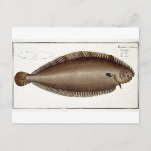 Carte Postale Plate XLV de Solea Solaea de 'Ichthyol