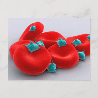 Carte Postale Platelets Avec Cellules De Sang Rouge 1
