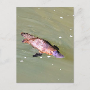 CARTE POSTALE PLATYPUS DANS L'EAU EUNGELLA AUSTRALIE