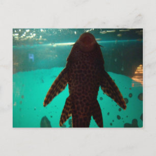 Carte Postale Pleco