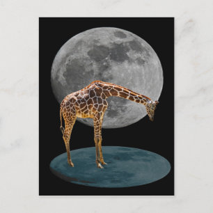 CARTE POSTALE PLEINE LUNE GIRAFFE