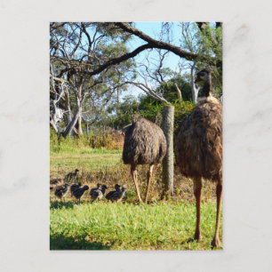 Carte Postale "Pleurs de fierté : Parents émus avec leurs poussi