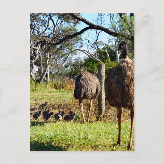 Carte Postale "Pleurs de fierté : Parents émus avec leurs poussi (Devant)