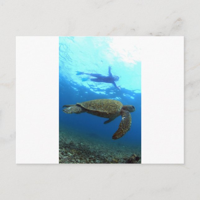 Carte Postale Plongée avec tuba avec tortue de mer Îles Galapago (Devant)