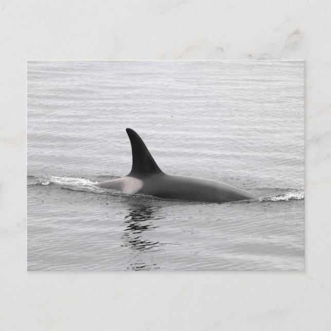 Carte Postale Plongée Orca (Devant)