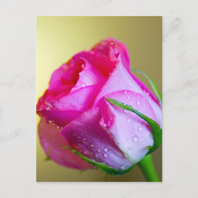 Carte Postale Pluie Abandonner les baisers de la nature sur Rose (Devant)