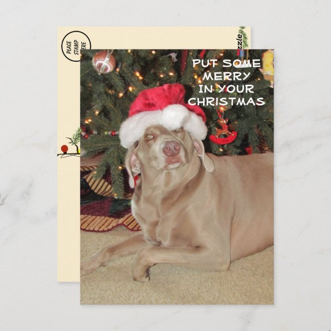Carte Postale Pluie le Noël du Weimaraner (Devant / Derrière)