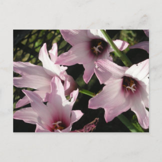 Carte Postale Pluie Lily
