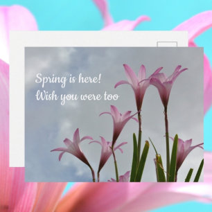 Carte Postale Pluie Rose Lys Springtime Vous Manquent