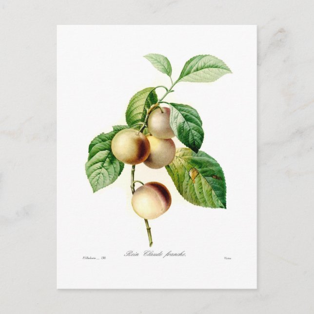 Carte Postale Plum (Devant)