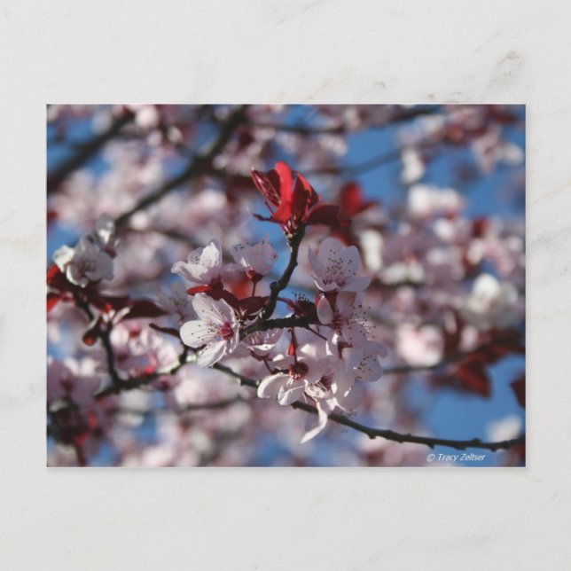 Carte Postale Plum à feuilles violettes (Devant)