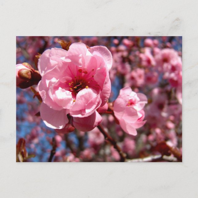 Carte Postale Plum à fleurs (Devant)