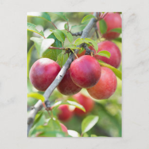 Carte Postale Plum cerise sur branche