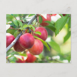 Carte Postale Plum cerise sur branche